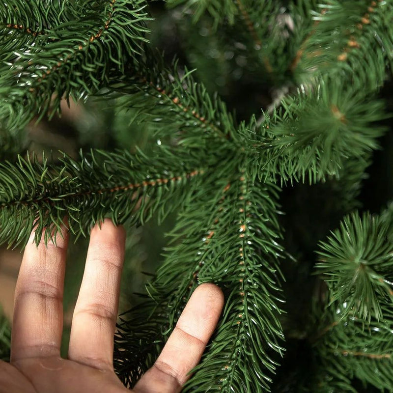 Árvore de Natal Tradicional Pinheiro